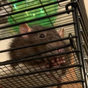 Meet your Posher, Isabel